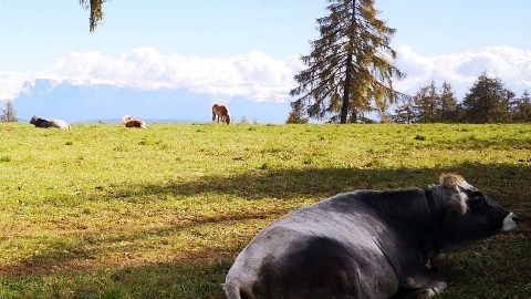 Südtirol 2020